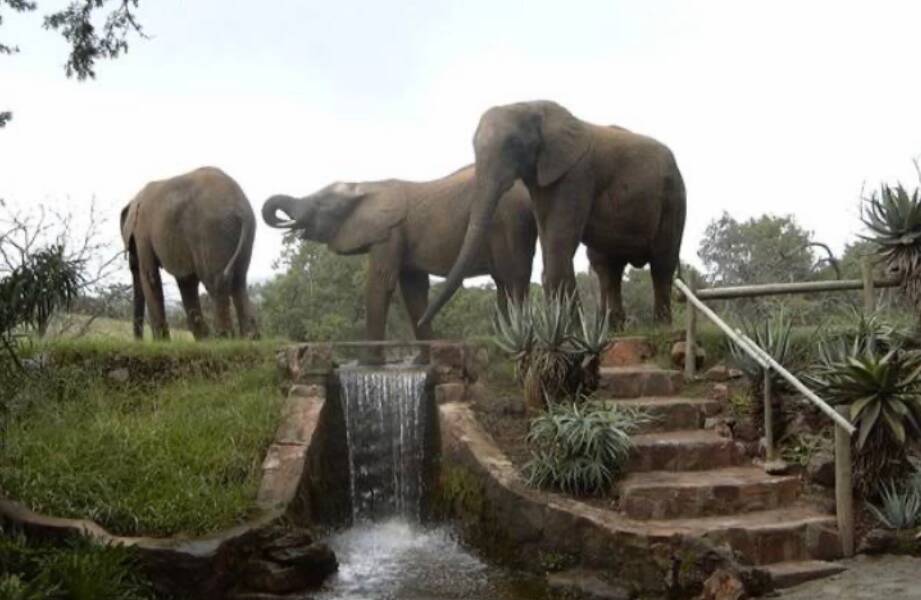 Walk with Elephants - Johannesburg Outdoor & Adventures Group