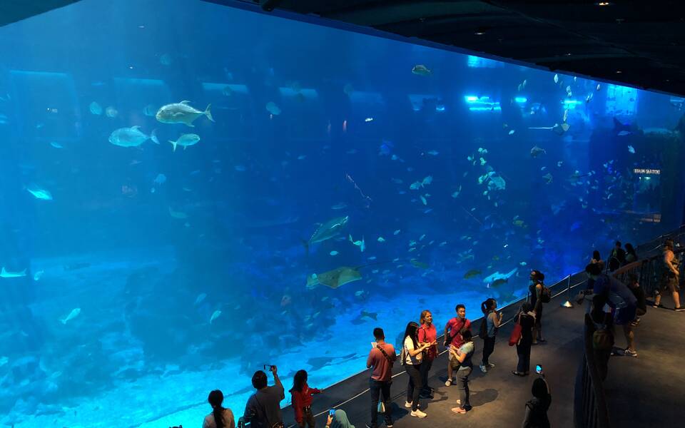 Scuba dive in Singapore SEA Aquarium - for certified divers only ...